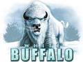 White Buffalo